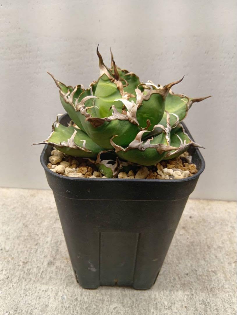 アガベ シーザー(Caesar)良型親株 鉢付き アガベ チタノタ シーザー アガベ シーザー(Caesar)良型親株 鉢付き アガベ チタノタ シーザー